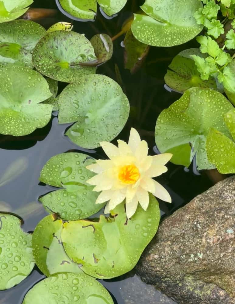 Meditation Guidance