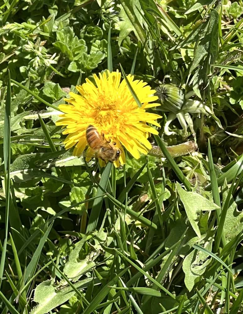 Self Love Mindfulness Package