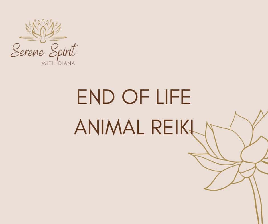 End of Life Animal Reiki session