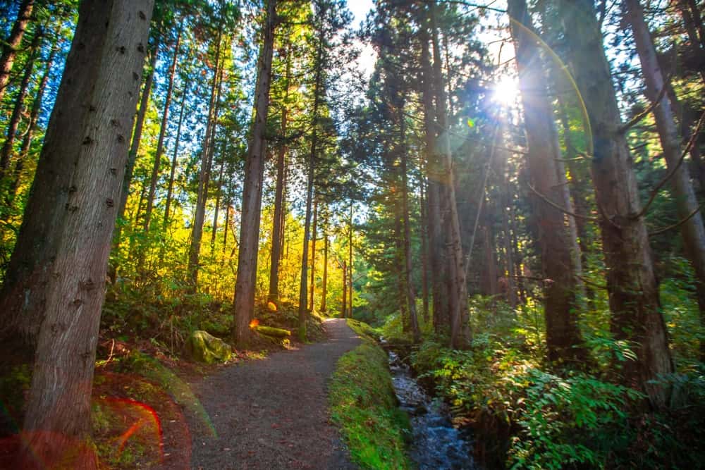 Shamanic Trauma Healing/Soul Retrieval Appointments