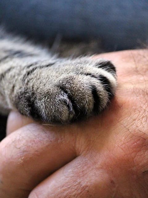 Emotion Code Session Pets