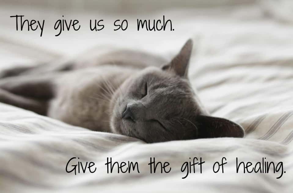 Distance Animal Reiki 60 Minute Session
