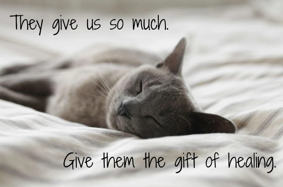 Distance Animal Reiki 60 Minute Session