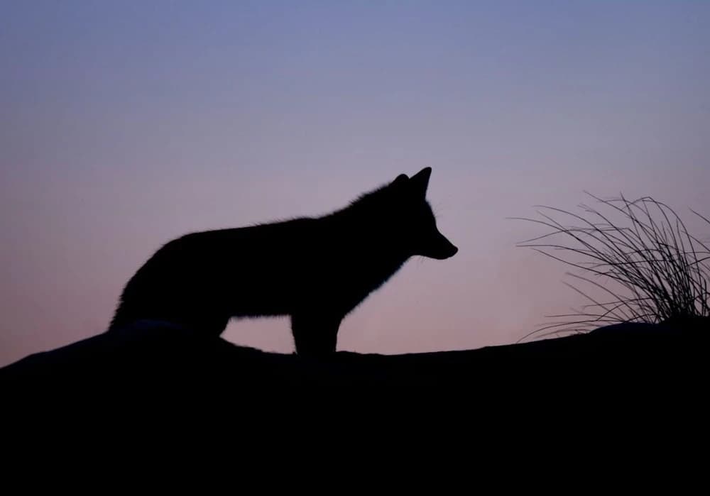 Connecting with a Spirit Animal Guide