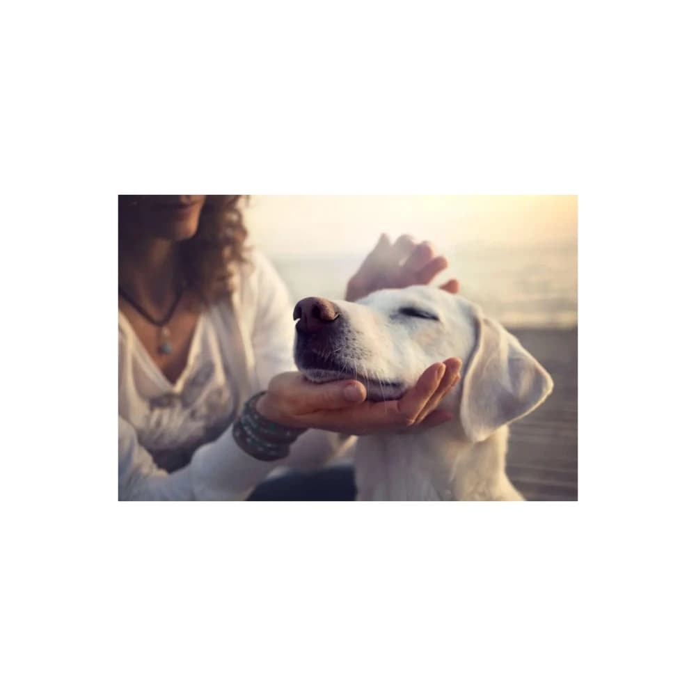 Animal Reiki