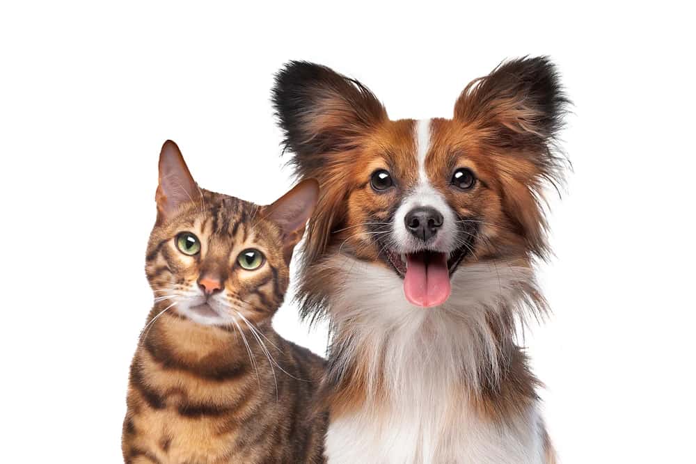 Animal Reiki/ Energy Healing