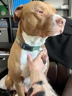 Animal Distance Reiki