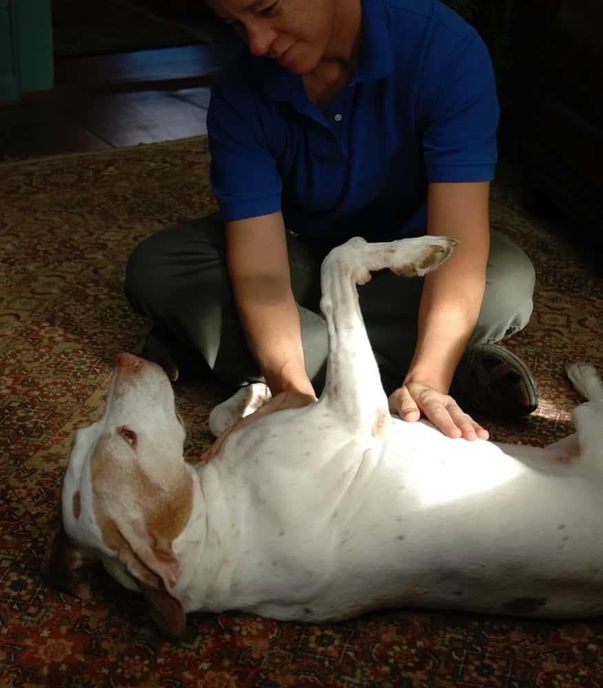 Animal Distant Reiki Healing Session