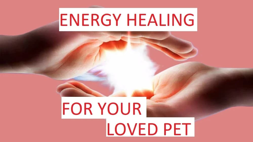 Pet healing -dogs, horses(equine),cats etc. energy healing