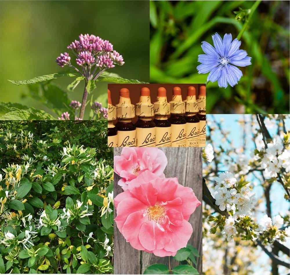 Bach Flower Remedies Consultation