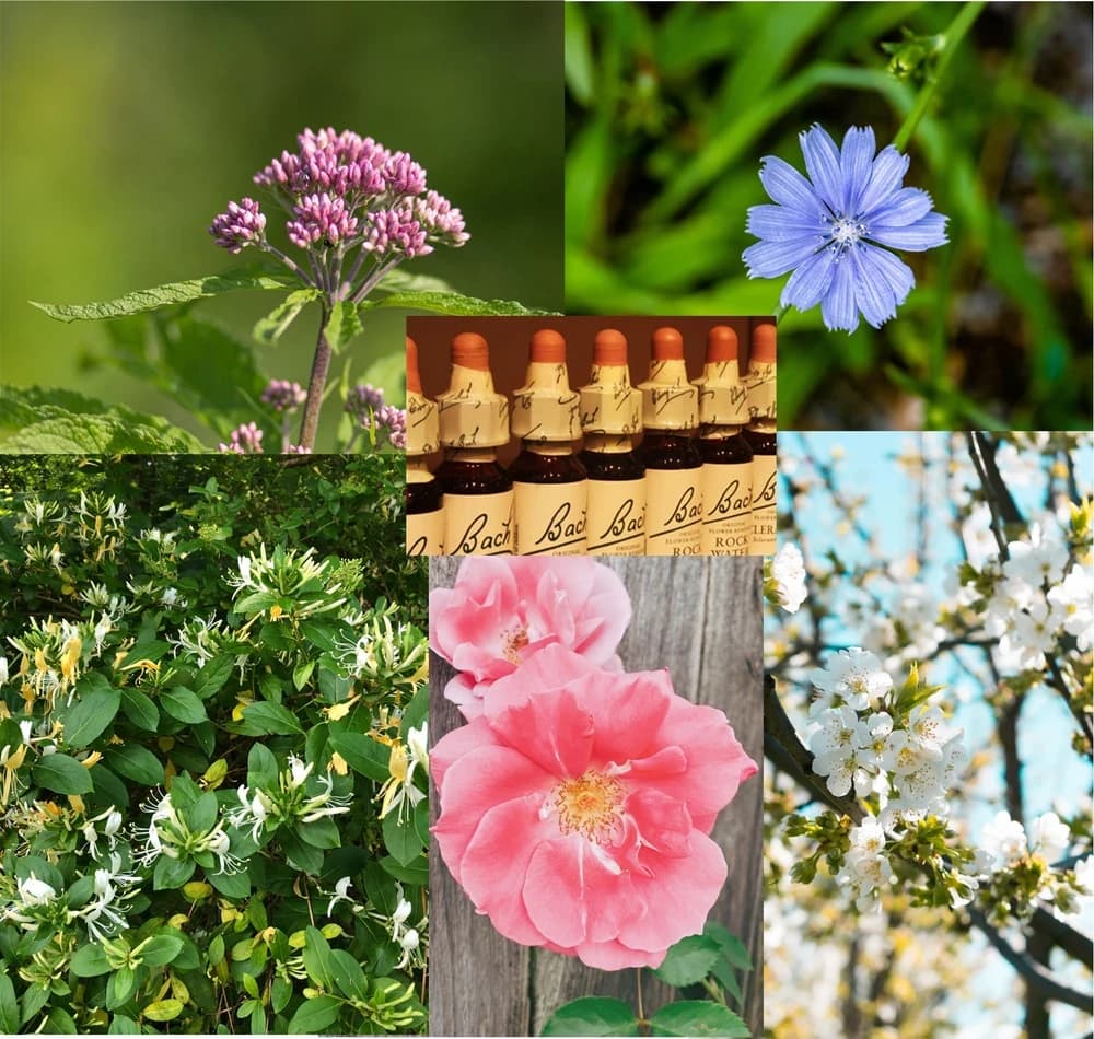 Bach Flower Remedies Consultation