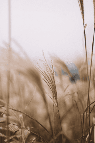 Energy Healing for Wellbeing