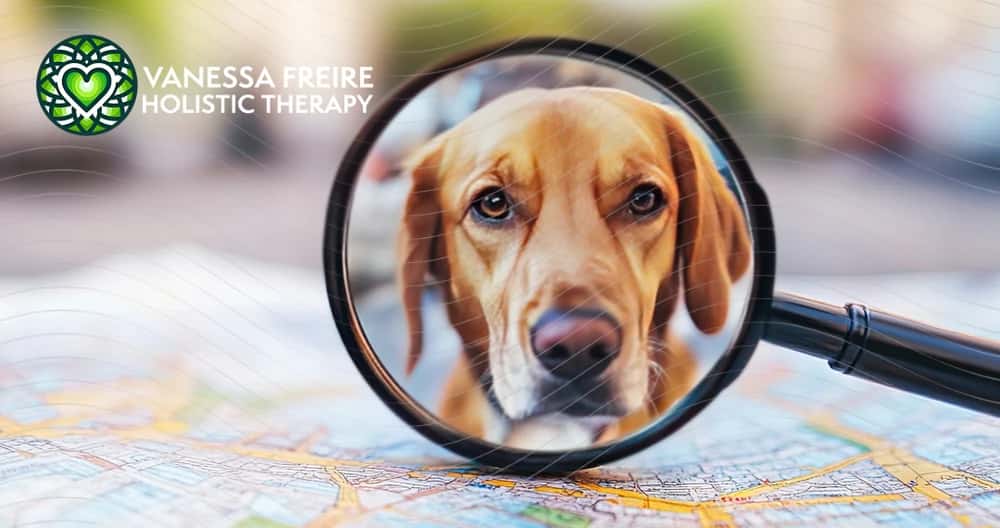 FIND YOUR LOST PET