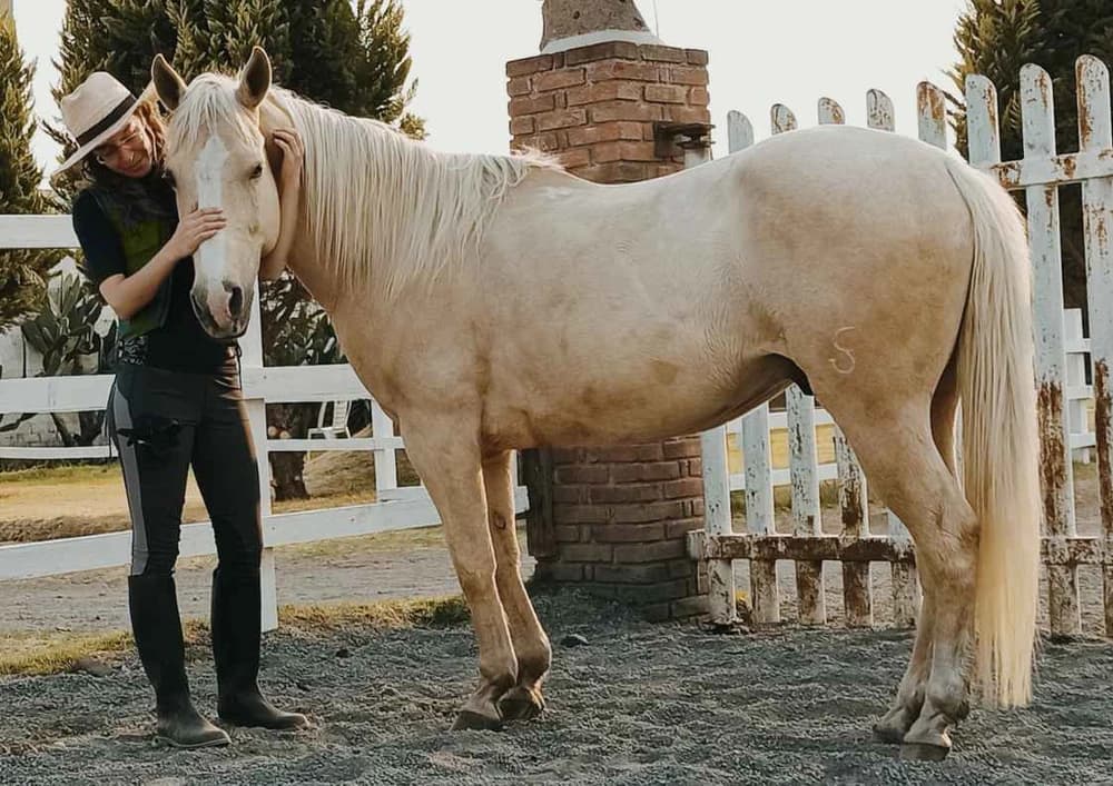 Healing for Animals (Emotion Code and Body Code)