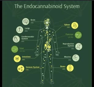 Holistic Cannabis- ECS system