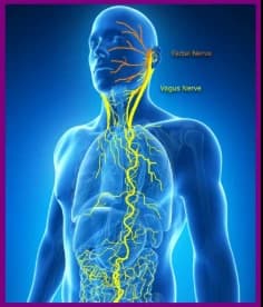 Vagus Nerve Health