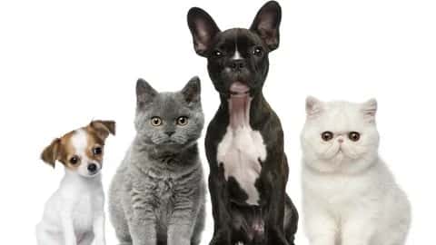 ✨ Animal Reiki Sessions ✨