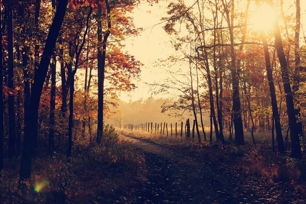 Somatic Wellness Coaching