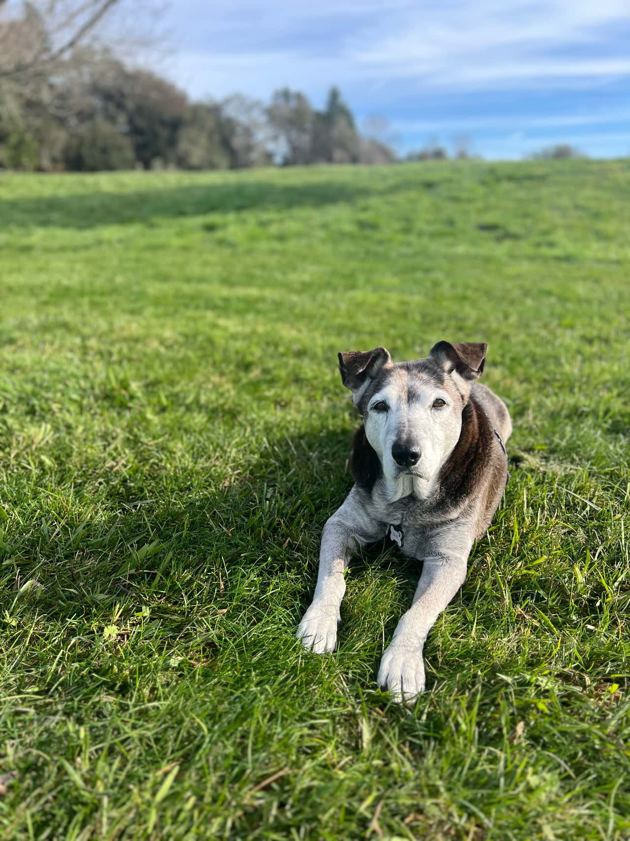 Holistic Animal Wellness and Energetic Alignment Session