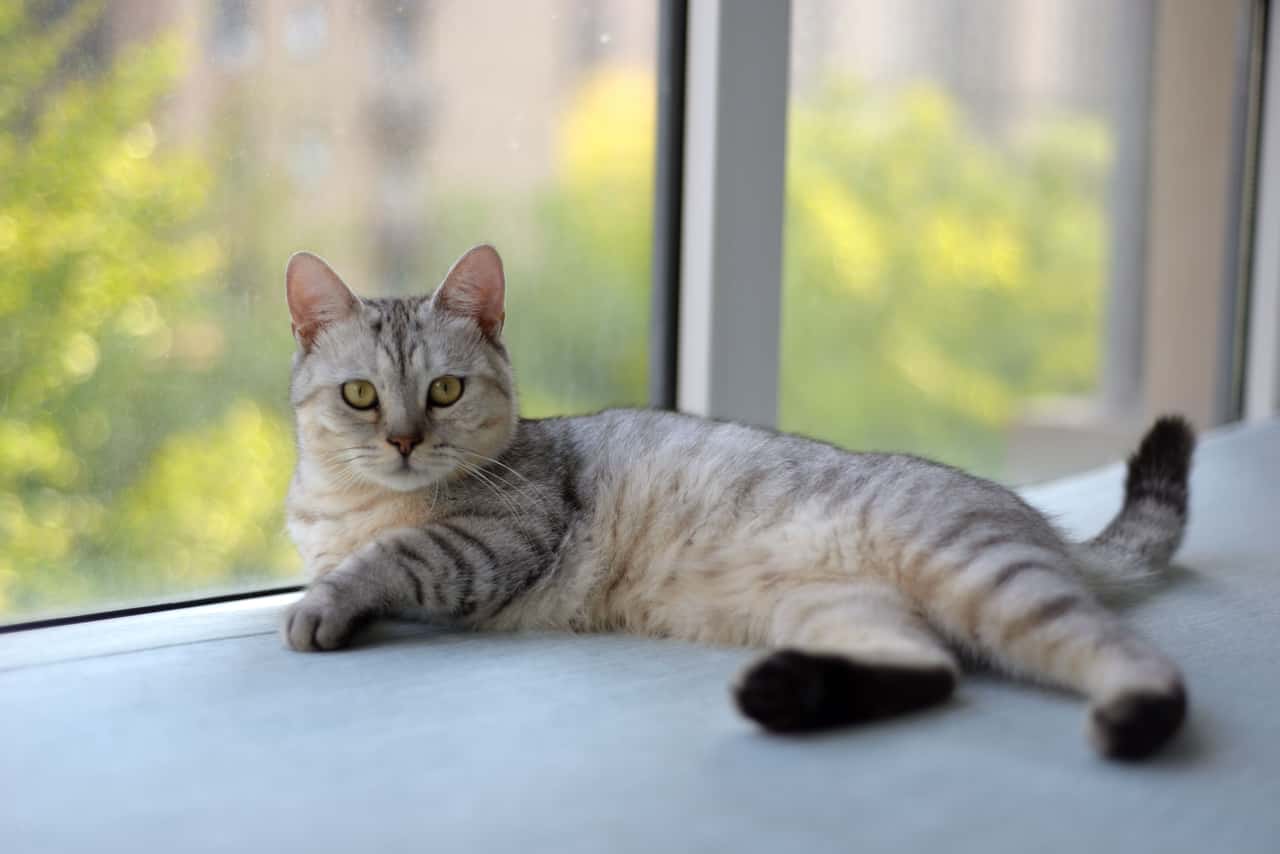 NIWT Energy Reset Signature for Pets (Remote)
